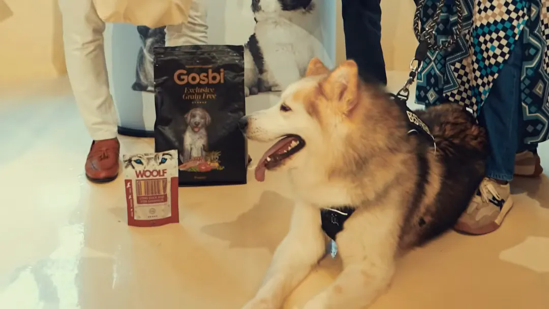 كلب هاسكي بجوار منتجات Gosbi وWoolf في فعالية تبنٍّ نظّمتها لقاء